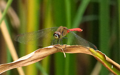 �}���^�e�A�J�l��