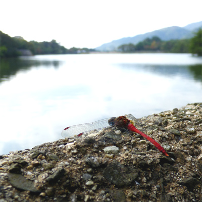 �}���^�e�A�J�l��