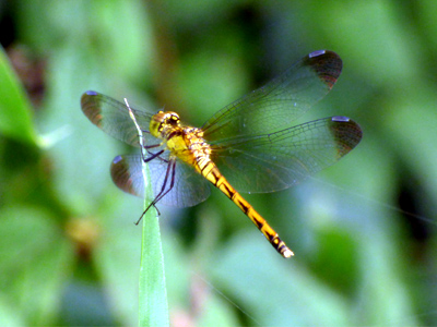 �}���^�e�A�J�l��