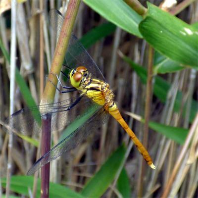 �}���^�e�A�J�l��