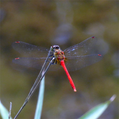 �}���^�e�A�J�l��