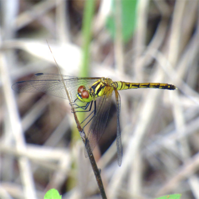 �}���^�e�A�J�l��