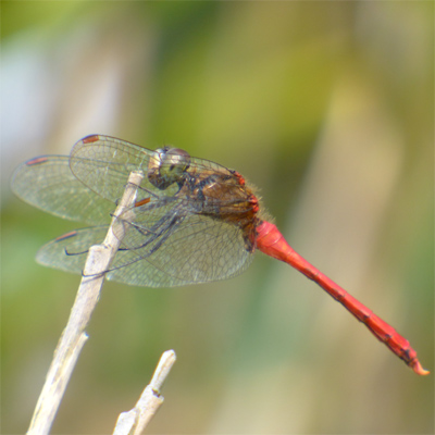 �}���^�e�A�J�l��