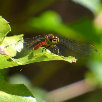 �}���^�e�A�J�l��