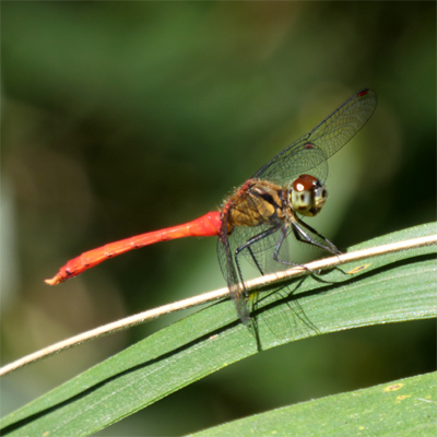 �}���^�e�A�J�l��