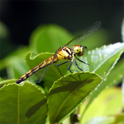 �}���^�e�A�J�l��