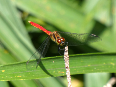 �}���^�e�A�J�l��