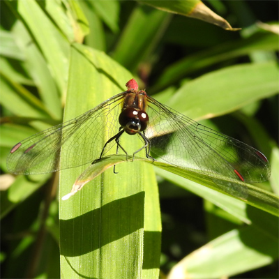 �}���^�e�A�J�l��