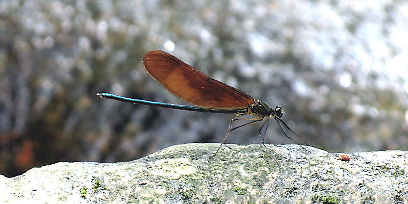 �~���}�J���g���{��