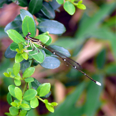 ���m�T�V�g���{��