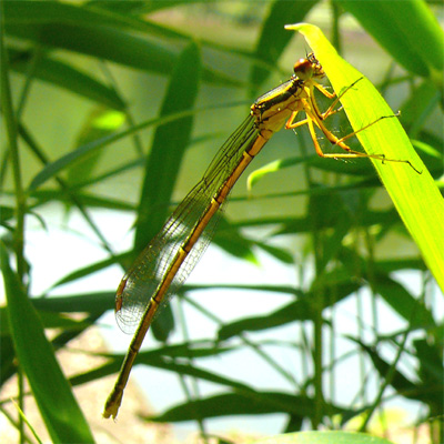 ���m�T�V�g���{��