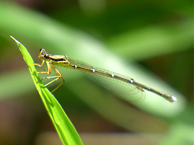 ���m�T�V�g���{��