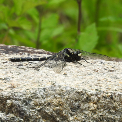 ���J�V�����}��