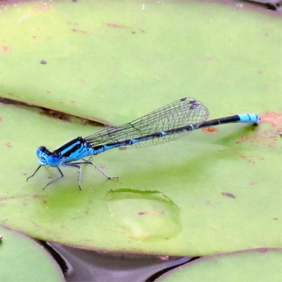 ���X�W�C�g�g���{��