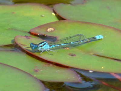 ���X�W�C�g�g���{��