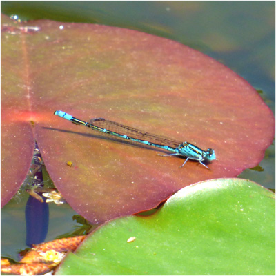 ���X�W�C�g�g���{��