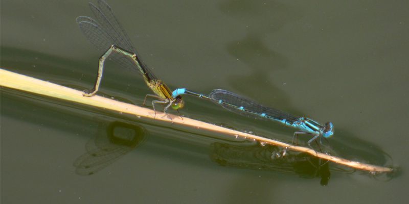 ���X�W�C�g�g���{