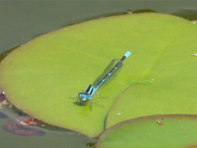 ���X�W�C�g�g���{��