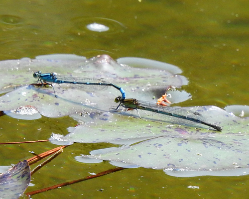 ���X�W�C�g�g���{