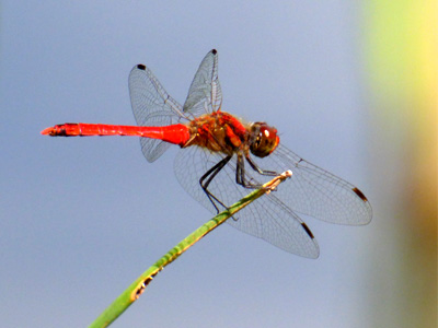 �i�c�A�J�l��