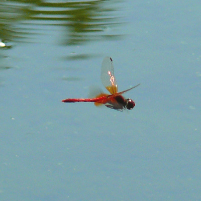 �l�L�g���{��