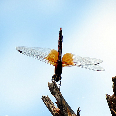 �l�L�g���{��