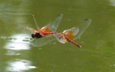 �l�L�g���{