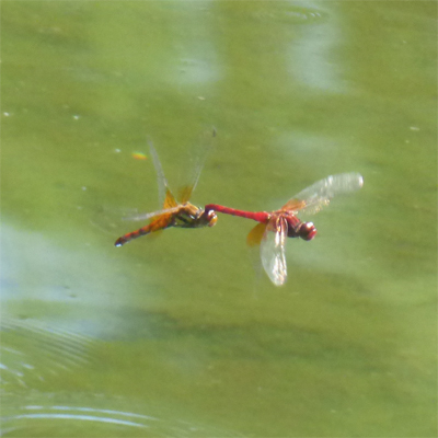 �l�L�g���{