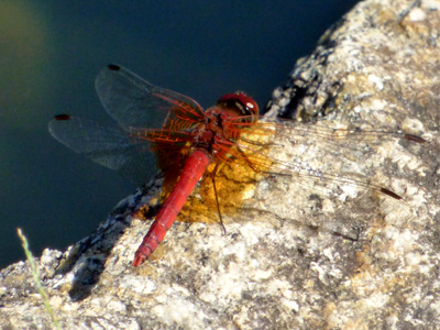 �l�L�g���{��