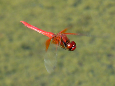 �l�L�g���{��