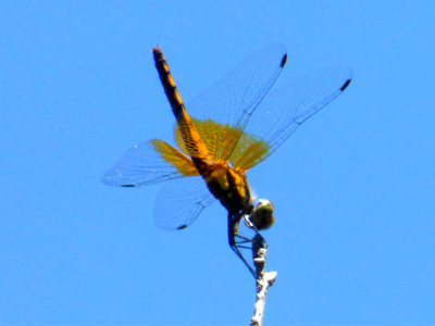 �l�L�g���{��