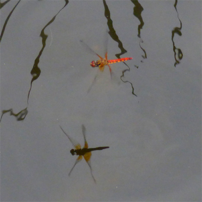 �l�L�g���{��