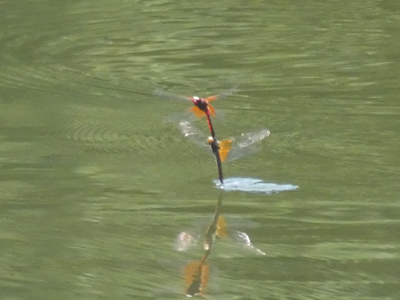 �l�L�g���{