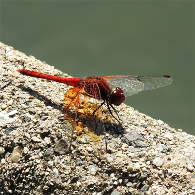 �l�L�g���{��