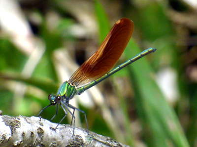 �j�z���J���g���{��