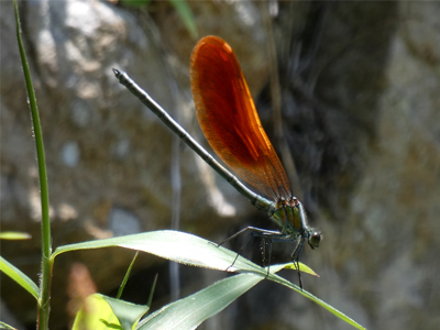 �j�z���J���g���{��