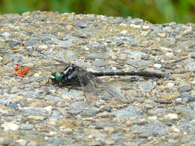 �I�O�}�T�i�G��