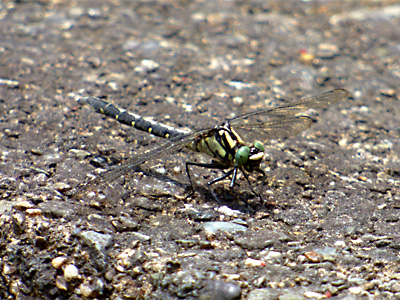 �I�O�}�T�i�G��