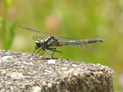 �I�O�}�T�i�G��