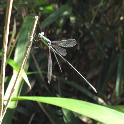 �I�I�A�I�C�g�g���{��