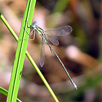 �I�I�A�I�C�g�g���{��