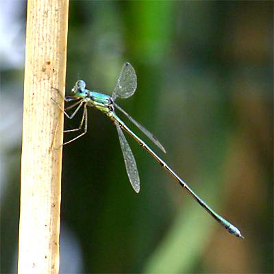 �I�I�A�I�C�g�g���{��