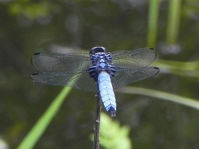 �I�I�V�I�J���g���{��