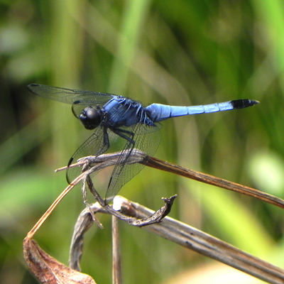 �I�I�V�I�J���g���{��