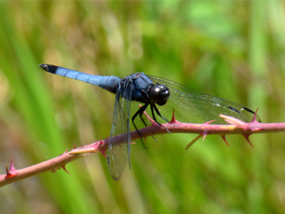 �I�I�V�I�J���g���{��