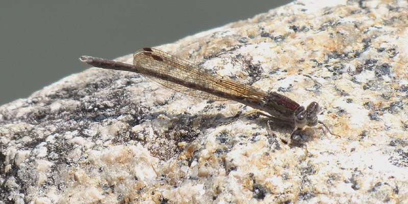 �I�c�l���g���{��