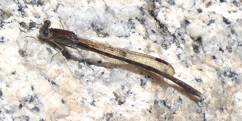 �I�c�l���g���{��