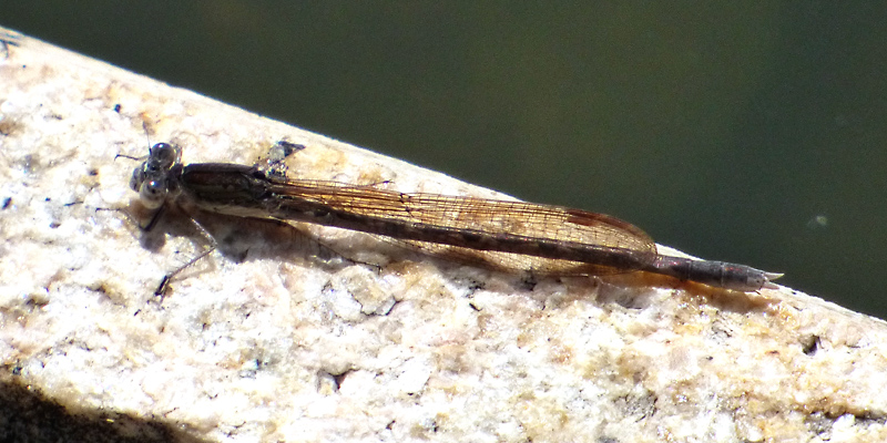 �I�c�l���g���{��