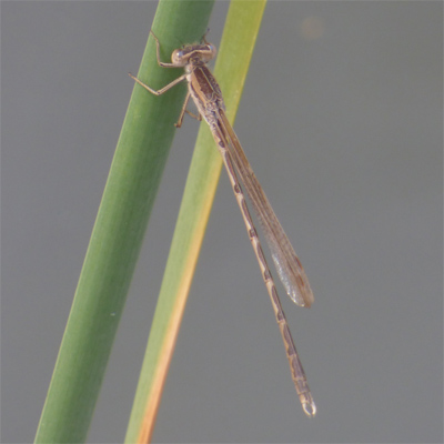 �I�c�l���g���{��