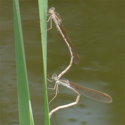 �I�c�l���g���{